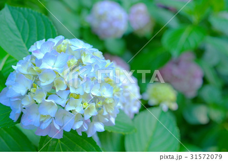 薄水色の紫陽花 薄水色の紫陽花 31572079