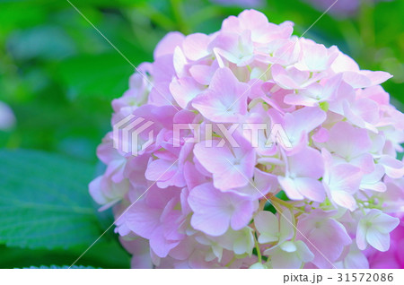 薄桃色の紫陽花 薄桃色の紫陽花 31572086