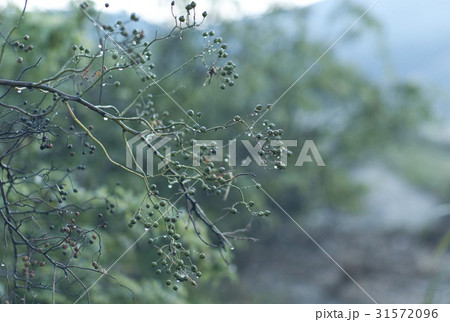 フォーカス 植物 屋外 31572096