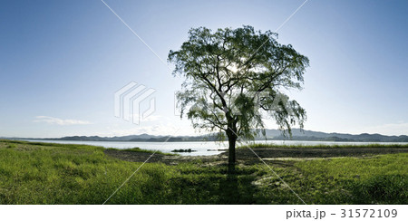 川 河 柳 31572109