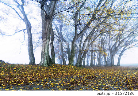 秋 南原市 シデ 31572136