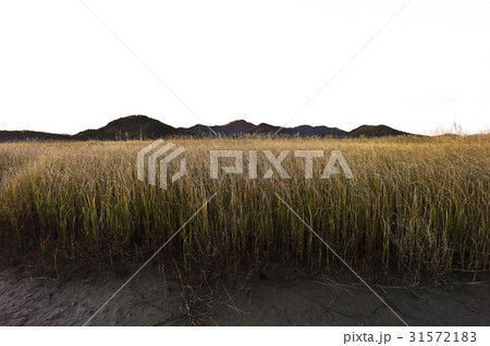 自然 忠南 クローズアップ 31572183