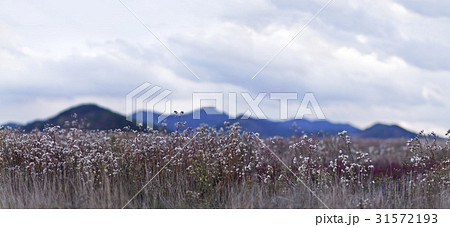 保寧市 山 忠南 31572193