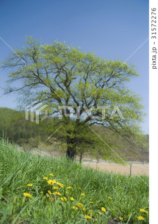 江陵市 ドルベ木 タンポポ 31572276