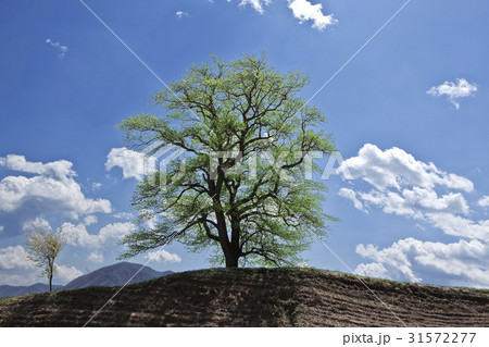 江陵市 雲 ドルベ木 31572277