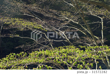 江原道 国立公園 五台山 31572282