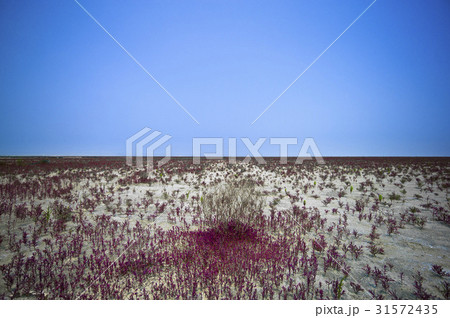 干拓地 扶安郡 セマングム 31572435