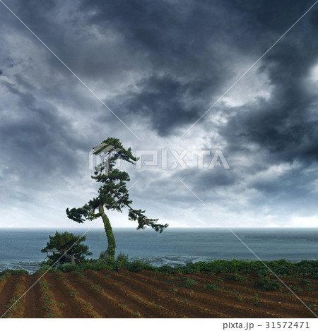 田畑 暗雲 海 31572471