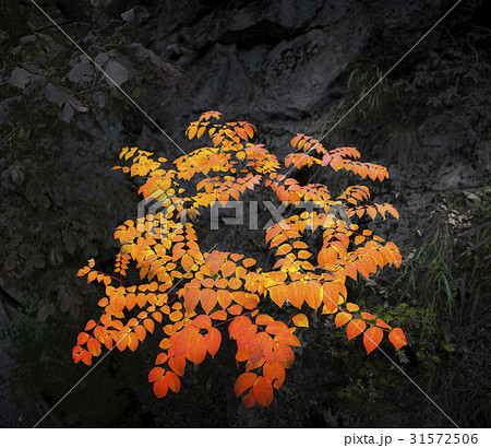 木 岩 石 31572506