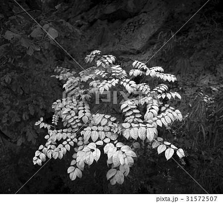 モノトーン ヌルデ フォーカス 31572507