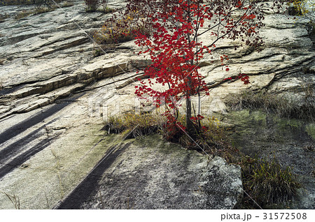 秋 江原道 紅葉 31572508