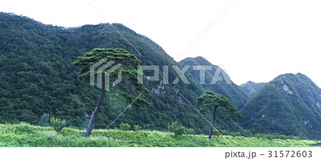 江原道 木 松 31572603