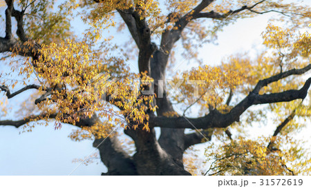 秋 ケヤキ げー 31572619