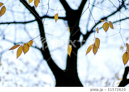 季節 木 葉 31572620
