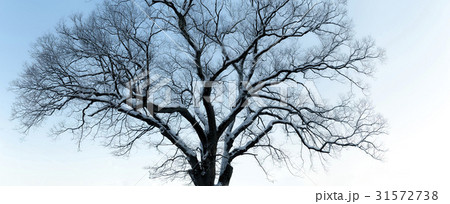 ケヤキ 扶余郡 忠南 31572738