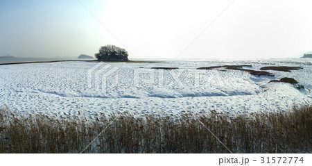 江華郡 干潟 仁川 31572774