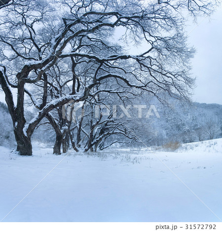雪景色 マルバヤナギ 全北 31572792