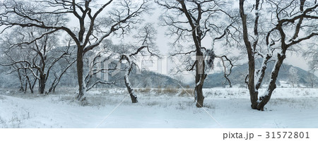 茂朱郡 マルバヤナギ 全北 31572801