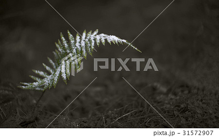 ワラビ 植物 済州島 31572907