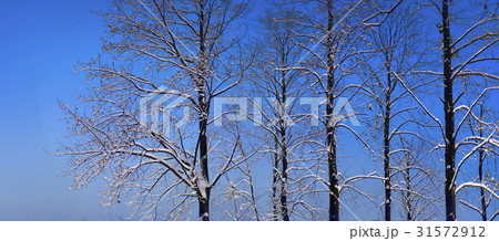 木 ソウル 松坡区 31572912