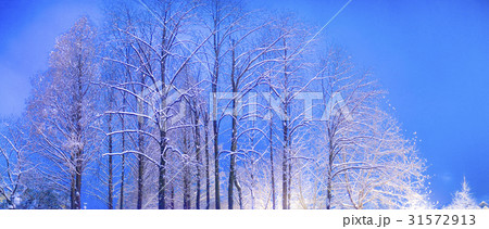 木 雪景色 アジアの公園 31572913