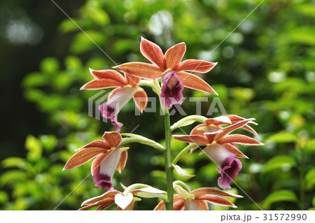 花 フラワー お花 31572990