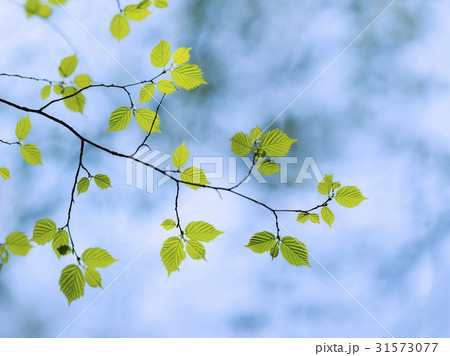 木 緑 緑色 31573077