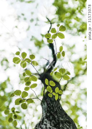 ローアングル 夏 葉 31573078