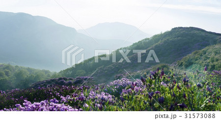 慶南 霧 ツツジ 31573088