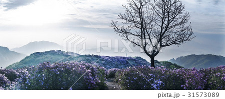 慶南 霧 ツツジ 31573089