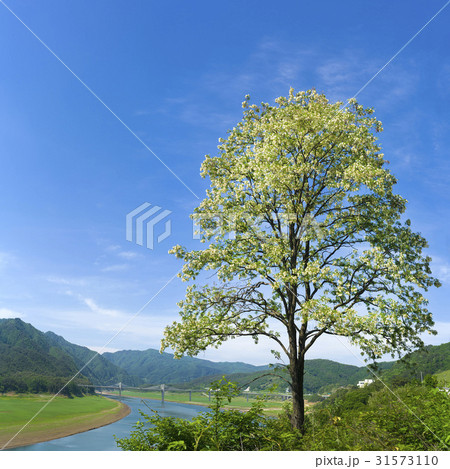 江原道 木 アカシア 31573110