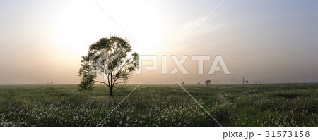 京畿道 キョンギド 木 31573158