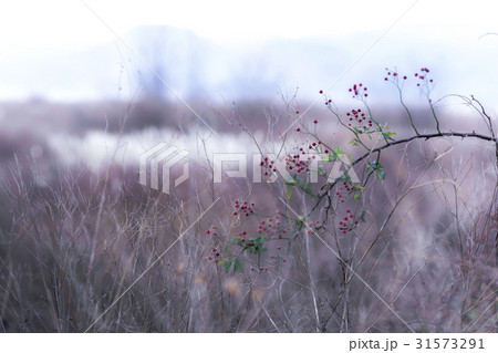 枝 花 霧 31573291