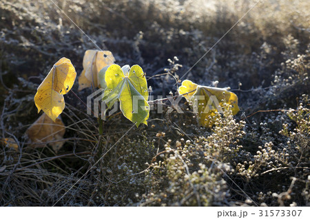 アオギリ フォーカス 葉 31573307