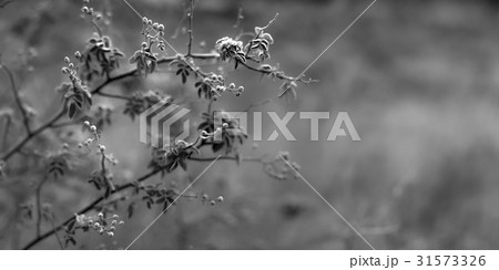 花 保寧市 ノイバラ 31573326