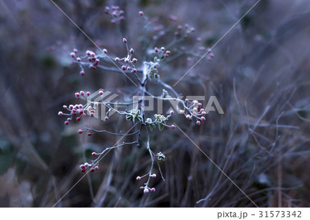 花 保寧市 ノイバラ 31573342