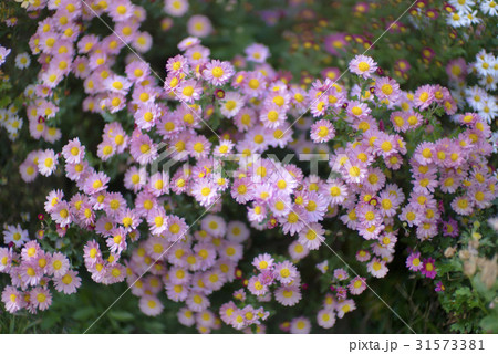 菊 花 クローズアップ 31573381