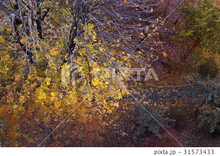 木 紅葉 ソウル 31573433
