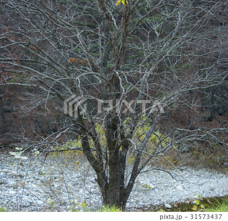 秋 江原道 木 31573437