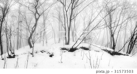 江原道 冬 雪景色 31573503
