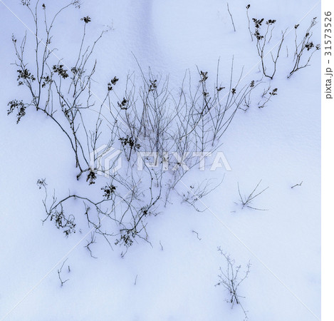 江原道 雪景色 植物 31573526