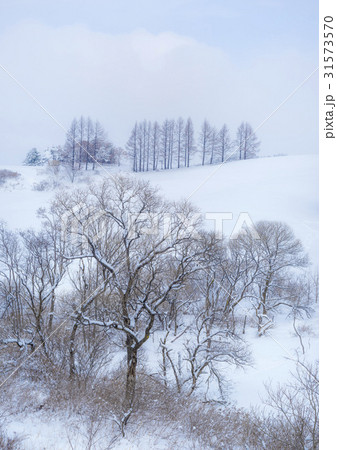 江原道 木 平昌郡 31573570