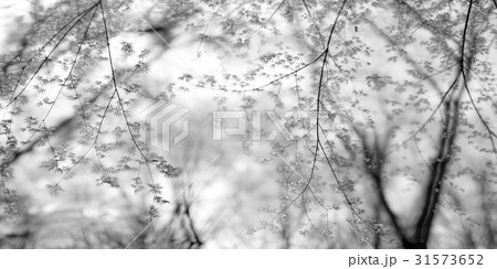 槐山郡 カエデ モノトーン 31573652