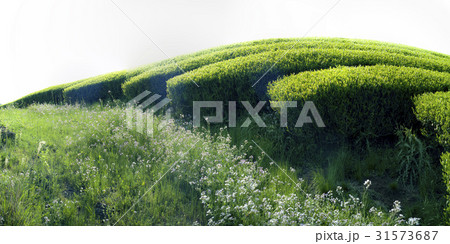 緑茶畑 西帰浦市 済州島 31573687
