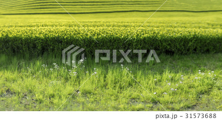 緑 緑色 緑茶畑 31573688