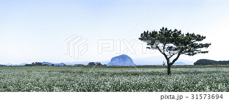 山房山 西帰浦市 松 31573694