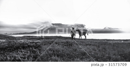 光打撃海岸 城山日出峰 済州島 31573709