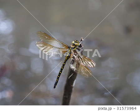 サラサヤンマ雌 サラサヤンマ雌 31573964