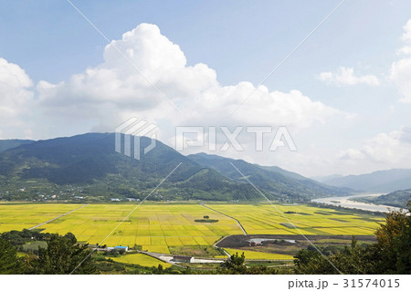 慶南 夫婦松 風景 31574015