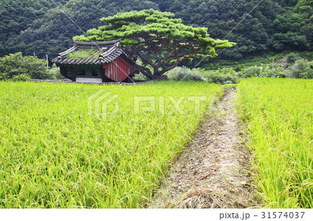 江原道 古建築 田畑 31574037